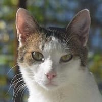 MICKY-lieber, freundlicher Kater, Kater zur Adoption