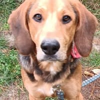 Simba  ein fröhlicher Jungspund, Hund zur Adoption