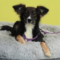 Lopina sucht liebevolles zu Hause..., Hündin zur Adoption