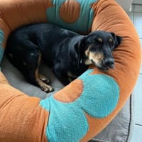 💕Berta💕sucht ihre Menschen 💕🐾, Hündin zur Adoption
