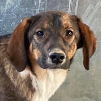 Diona, geb. ca. 05/2024, 48291 Telgte, Hündin zur Adoption
