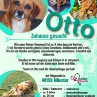 Ottosucht seine Menschen 🐾, Hund zur Adoption