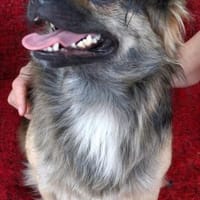 Lutnik möchte sein Herz verschenken, Hund zur Adoption