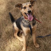 Karmel, pies do adopcji