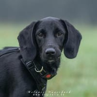 Five sucht seine Herzensmenschen 🐾, Hund zur Adoption