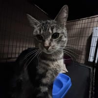 Zoya, kotka do adopcji