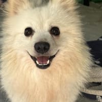 Hugo  kleiner Spitz sucht warmes Herz, Hund zur Adoption
