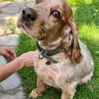 Spaniel-Mischling PHILIPP sucht Familie, Hund zur Adoption