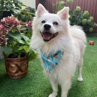 Goofy - wunderschöner Mittelspitz, Hund zur Adoption
