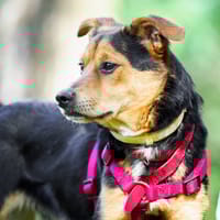 Likier, pies do adopcji