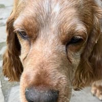 Russischer Spaniel sucht zuhause!, Hund zur Adoption