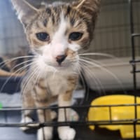 Aramis, kot do adopcji