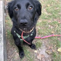 Besia, suczka do adopcji