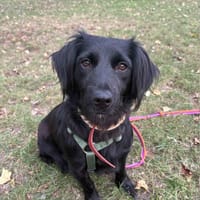 Besia, suczka do adopcji
