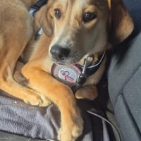 Mello sucht sein eigenes Zuhause, Hund zur Adoption