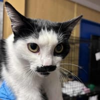 Hektor, kot do adopcji