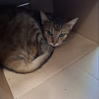 Malwa, kotka do adopcji