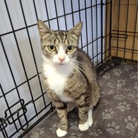 Malina, kotka do adopcji