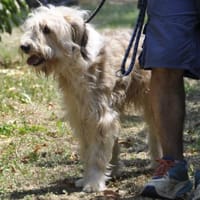 Jordan - Engel sucht Liebe - VORGEMERKT, Hund zur Adoption