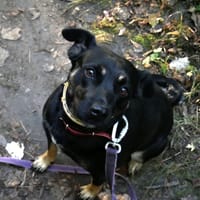 Emma, suczka do adopcji