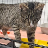 Bazyli, kot do adopcji