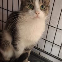 Marlenka, kotka do adopcji