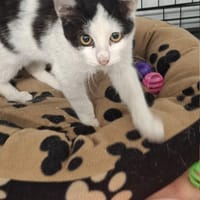 Winia, kotka do adopcji