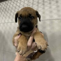Benny, pies do adopcji