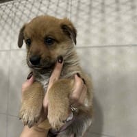 Anetha, suczka do adopcji