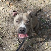 Draka, suczka do adopcji