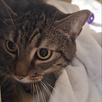 Puszek, kot do adopcji