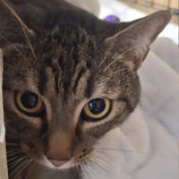 Puszek, kot do adopcji