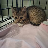 Jumi, kot do adopcji