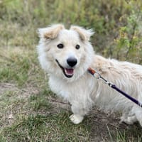 Max, pies do adopcji