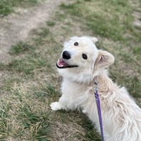 Max, pies do adopcji