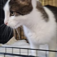 Elsa, kotka do adopcji
