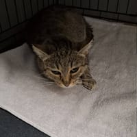 Iskra, kotka do adopcji