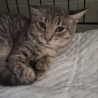 Plamka, kotka do adopcji