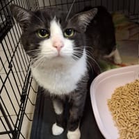 Rabarbar, kot do adopcji