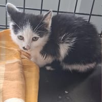 Panda, kotka do adopcji