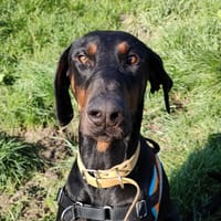 VELKI, chien à adopter