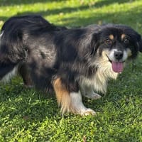 Mystie CAA14154, chienne à adopter