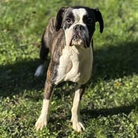 Tam Tam CAA14151, chienne à adopter