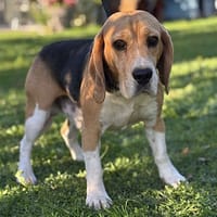 Théo CAA14163, chien à adopter