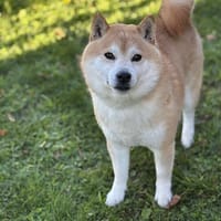 Parker CAA14158, chien à adopter