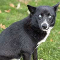 Lanny CAA14136, chien à adopter