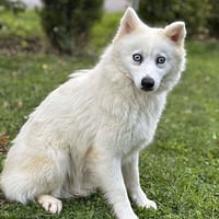 Sita CAA14134, chienne à adopter