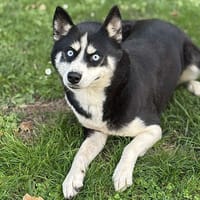 Souchie CAA14130, chienne à adopter