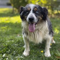Pixie CAA14149, chienne à adopter