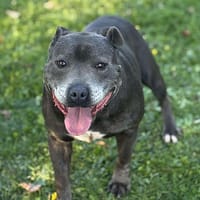 Lagos CAA14147, chien à adopter